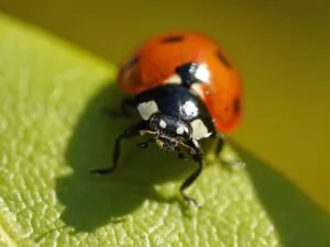 Seven-spot ladybird on a leaf in its habitat