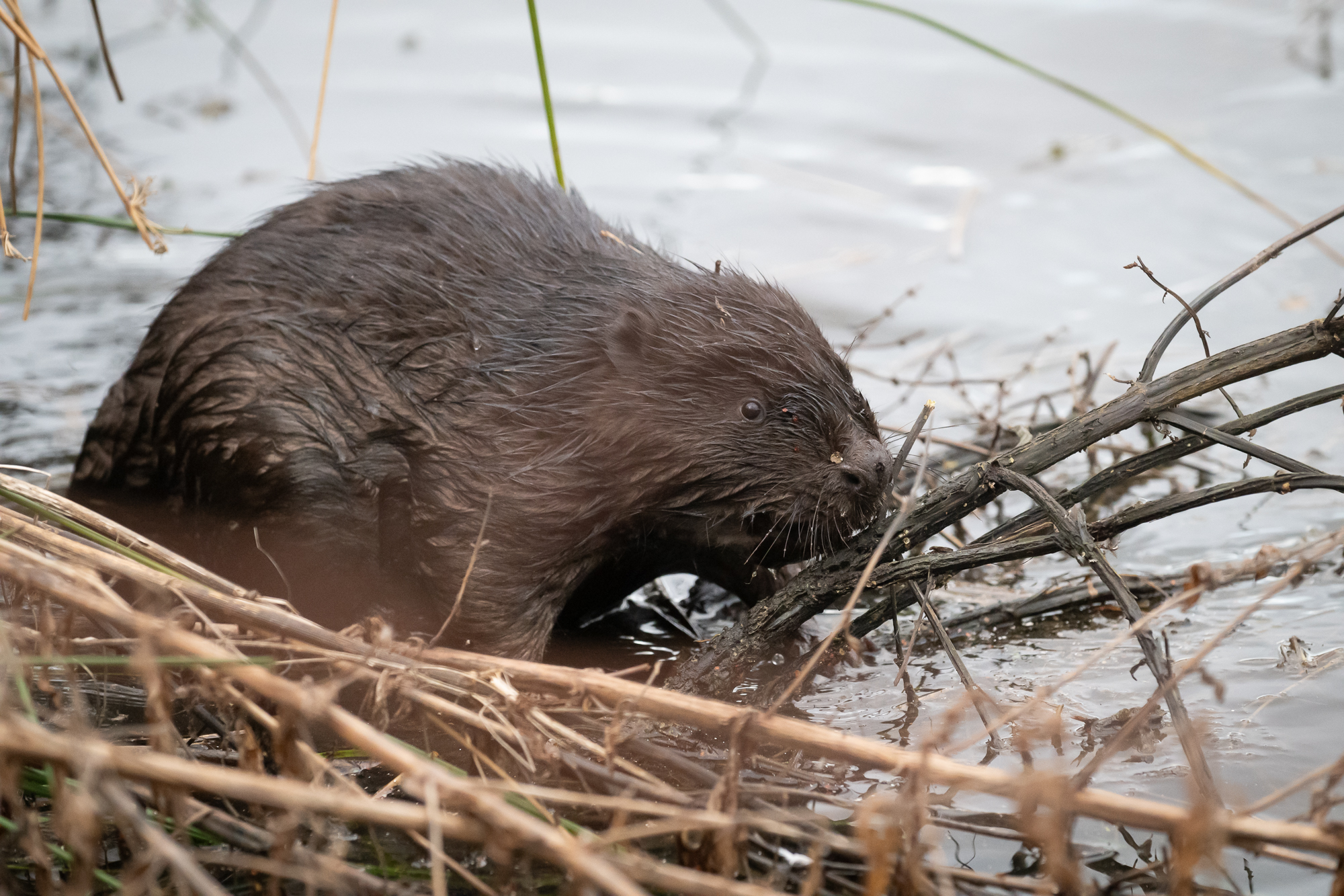 Beaver release in Suffolk - Stuart Atkins Photography
